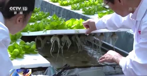 科技賦能“菜籃子” 看蔬菜大棚如何變身“綠色車間”，直達(dá)新鮮零售