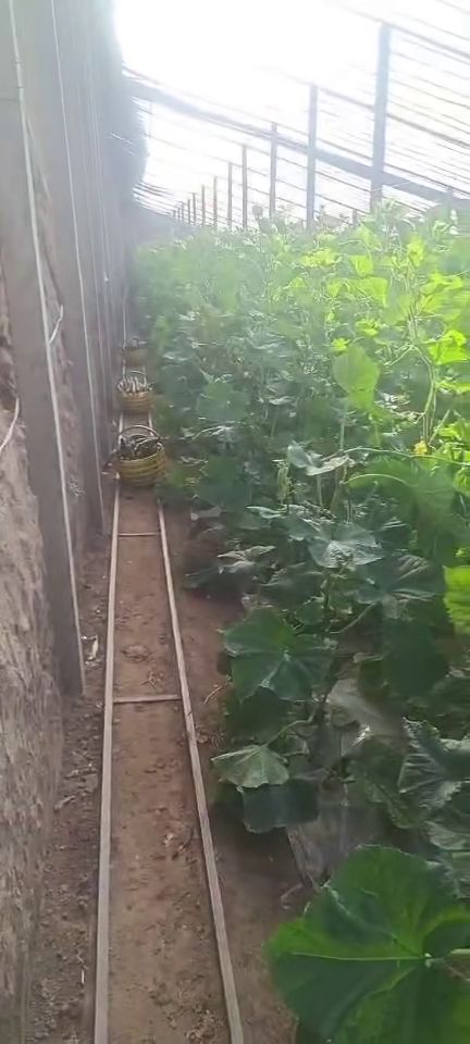 西安新鮮蔬菜批發(fā)、零售與配送服務(wù) 為您的生活增添健康色彩